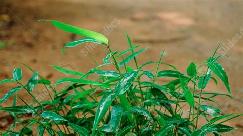 Fondo Hoja Primer Plano Bambú Planta Selva Protección Del Medio Ambiente Plantas Verdes Para