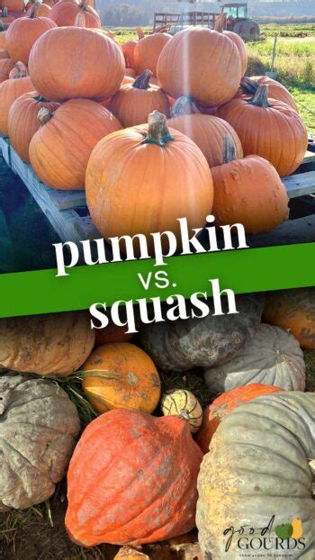 Squash Vs Pumpkin