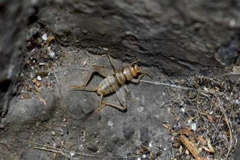 Sobre El Grillo Gryllodes Supplicans Orthoptera Gryllidae En Santa