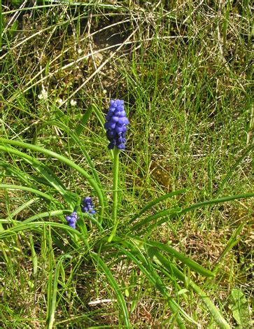 British Wild Plant: Muscari armeniacum Garden Grape-hyacinth