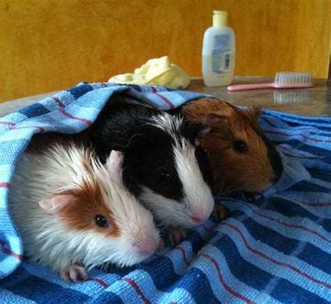 Sunshine Coast Guinea Pig Show