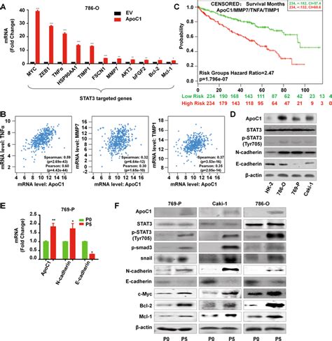 The Hyperactivation Of ApoC1 STAT3 Signaling In The CcRCC Patients