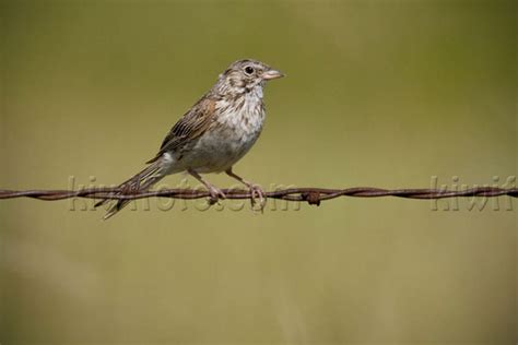 Vesper Sparrow Pictures and Photos - Photography - Bird | Wildlife ...