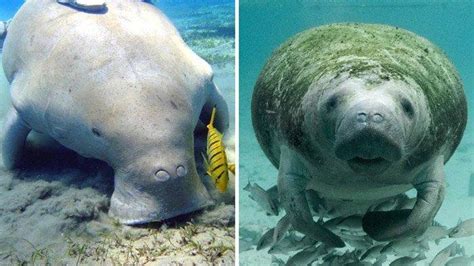 5 Perbedaan Duyung Atau Dugong Dengan Manatee Dilihat Dari Fisiknya