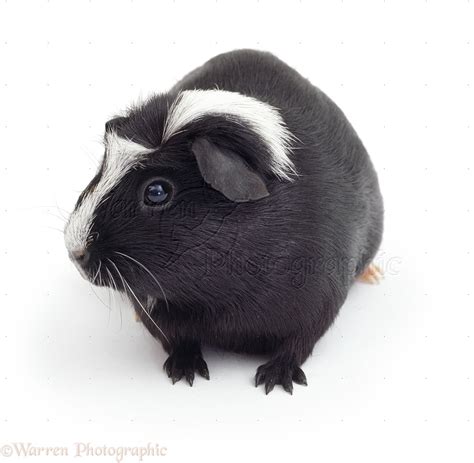 Black-and-white Crested Guinea pig photo WP15232