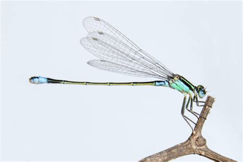 Odonata Photos Stock Photos Pictures And Royalty Free Images Istock