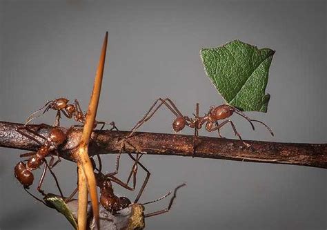 Leafcutter ant - Wikiwand