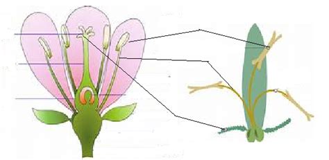 Flower Structure Plant Reproduction Diagram Quizlet