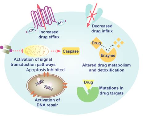 Schematic The Mechanisms Of Mdr They Can Be Grouped Into At Least