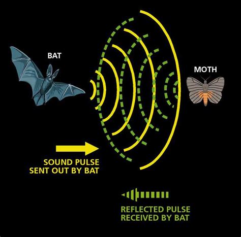 human speech  bat sonar   basis