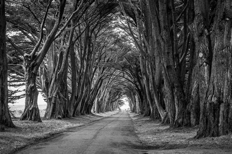 Free Images Tree Nature Forest Branch Winter Black And White