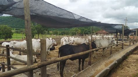 Batalh O Rural Da Pol Cia Militar De Goi S Recupera Cabe As De Gado