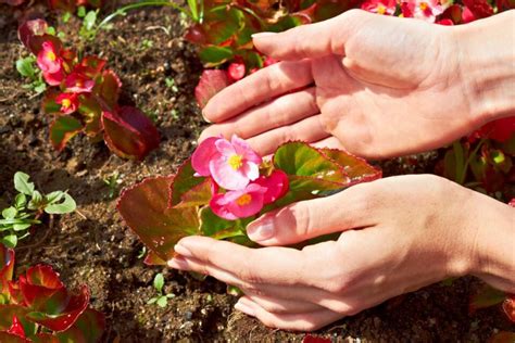 How to Grow and Care for Begonias - growhappierplants.com