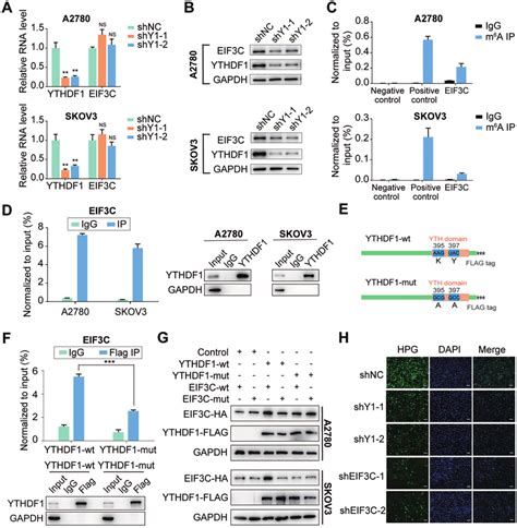 Ythdf Regulates Eif C Translation In An M A Dependent Manner A