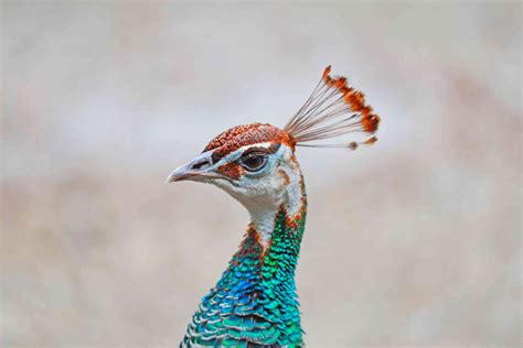 12 Datos Sobre El Pavo Real De Colores