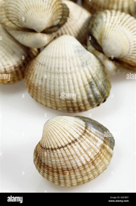 Common Cockle Cerastoderma Edule Fresh Shells Against White