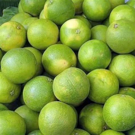 Citrus Fruits In Anantapur Latest Price And Mandi Rates From Dealers In