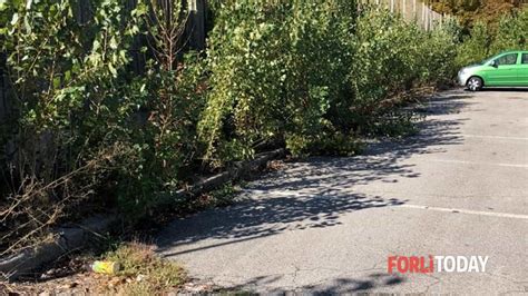 Erbacce E Degrado In Via Figline La Segnalazione Di Un Cittadino