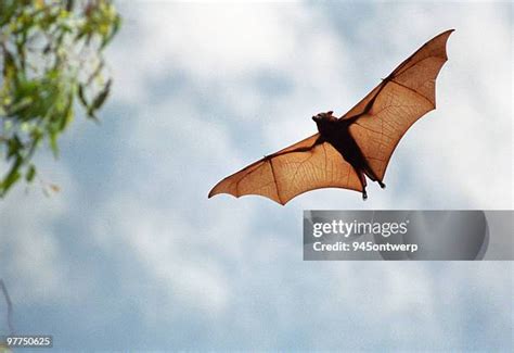 866 Fruit Bat Flying Stock Photos, High-Res Pictures, and Images - Getty Images