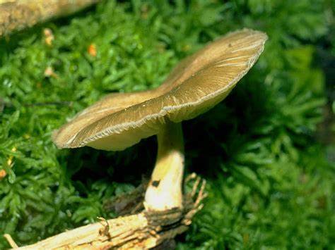 Pluteus Cervinus