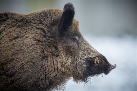 Wildschweine