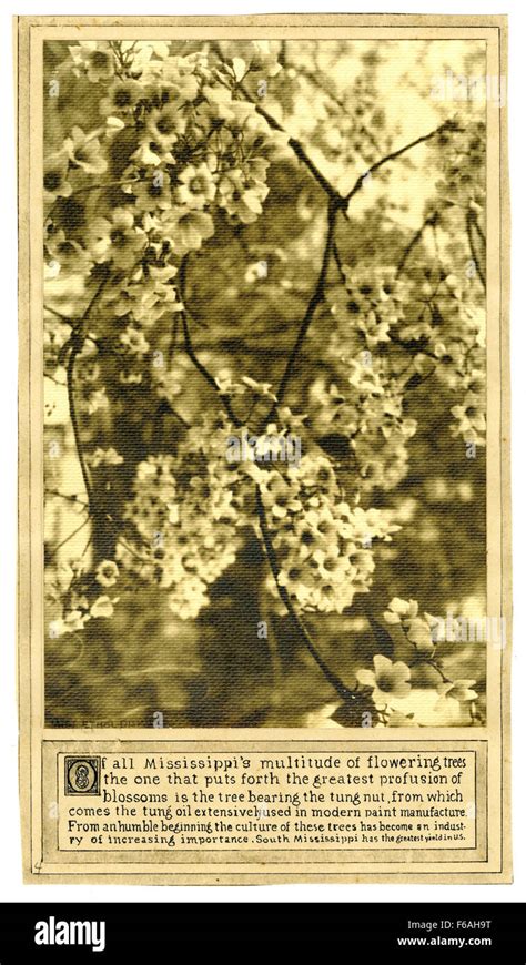 Pictorial History of Mississippi Trees Stock Photo - Alamy