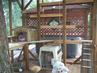 87 Fennec Fox Care & Ideas! in 2021 | fennec fox, cage, cool toys