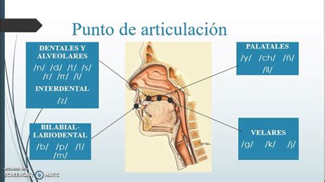 Fonética Y Fonología Fonemas Consonánticos Y Vocálicos Youtube