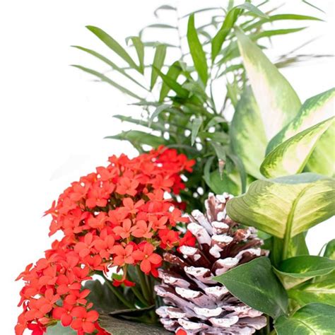 Tropi Co 2 Pack Seasonal Indoor 7 In Decorative Planters With Live