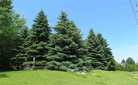 White Spruce – Tree Pictures BLog