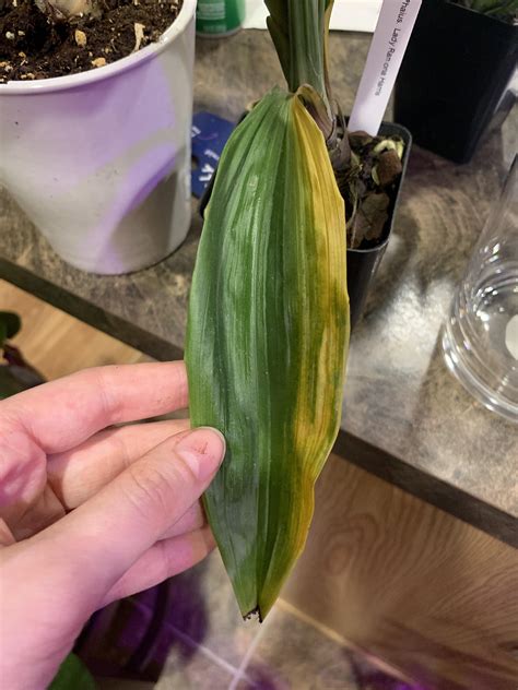 Phaius orchid leaf turning yellow?? Help? : r/orchids