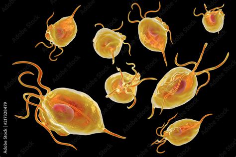 Trichomonas Vaginalis Protozoa 3d Illustration A Parasite Causing Trichomoniasis Sexually