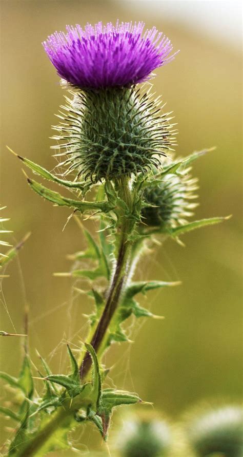 142 best thistle images on Pinterest | Scotland, History and Highlands ...