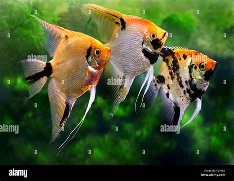 Freshwater Angelfish Longfin Angel Fish Black Angelfish Scalare