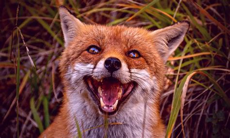 Why Do Foxes Scream Pain Or Distress Pests Banned