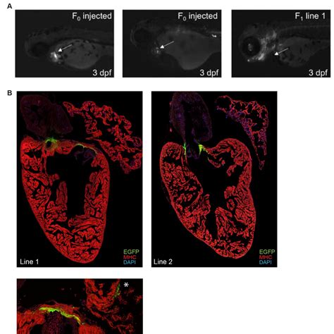 Figures And Data In Transcription Factor Dependent Enhancer