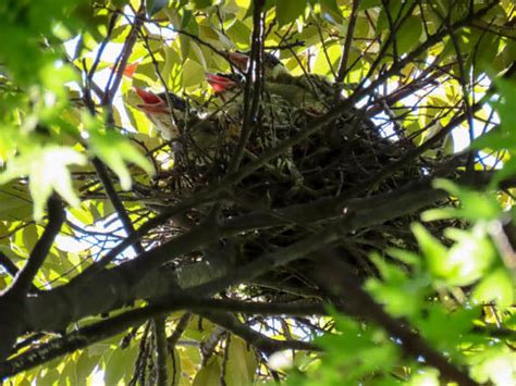 Empty Nest Corvidae and Team Garden Birds ｶﾗｽ科とﾁｰﾑｶﾞｰﾃﾞﾝﾊﾞｰﾄﾞ