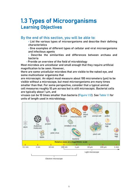 Solution Types Of Microorganisms Studypool