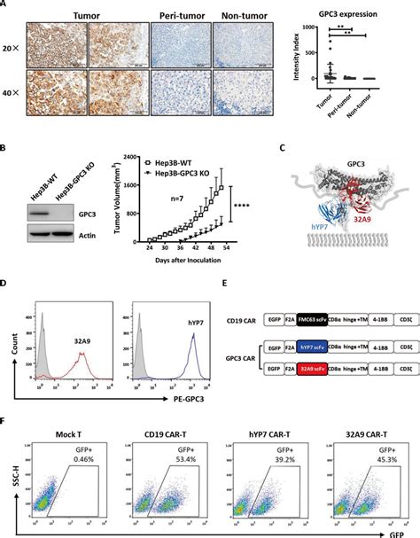 Construction Of Two Car T Cells Targeting Gpc3 A Ihc Staining Of Download Scientific Diagram