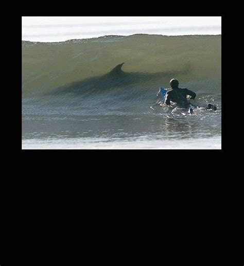 Sharks At Beach Near Swimmers Shark In Wave Near Surfer Wierd