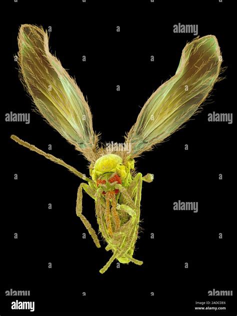 Moth Fly Telmatoscopus Sp Coloured Scanning Electron Micrograph