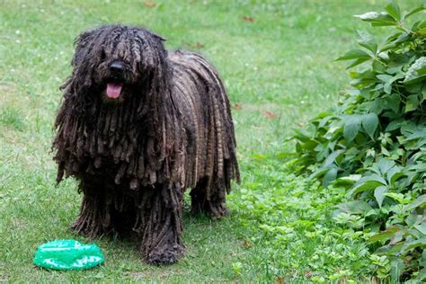 Puli Dog Breed Information And Facts Pictures