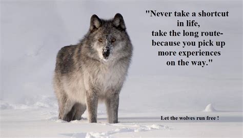 Inspirational Quotes About Wolf. QuotesGram