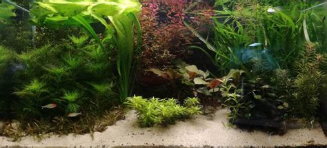 Aquarium Plants • The 10 Best Genera for Beginners