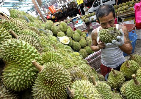 First durian harvest coming in May 1, Malaysia News - AsiaOne