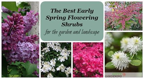 The Best Early Spring Flowering Shrubs For The Garden