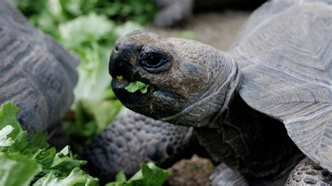 Houston Zoo To Open First Of Its Kind Galápagos Exhibit