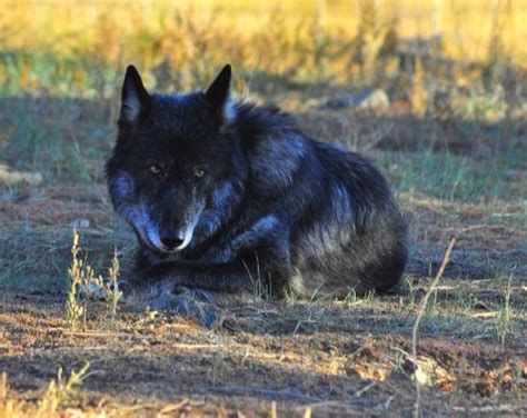 Rocky Mountain Wildlife Park Pagosa Springs Aktuelle 2021 Lohnt