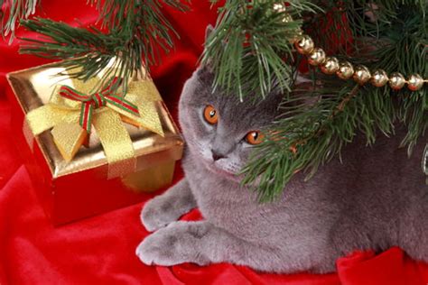 9 Christmas T Ideas For Cats