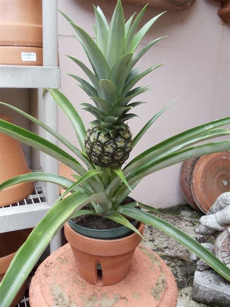 How To Grow And Care For Your Pineapple Plant Artofit